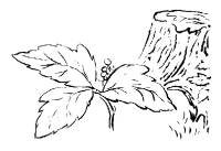 A coloring page of nature