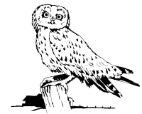 A coloring page of nature