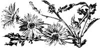 A coloring page of nature