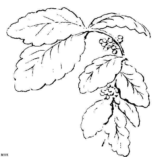 nature063