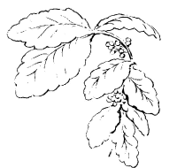 A coloring page of nature