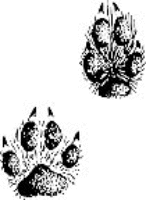 A coloring page of nature