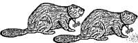 A coloring page of nature