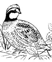A coloring page of nature
