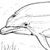 dolphin