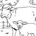 sheep